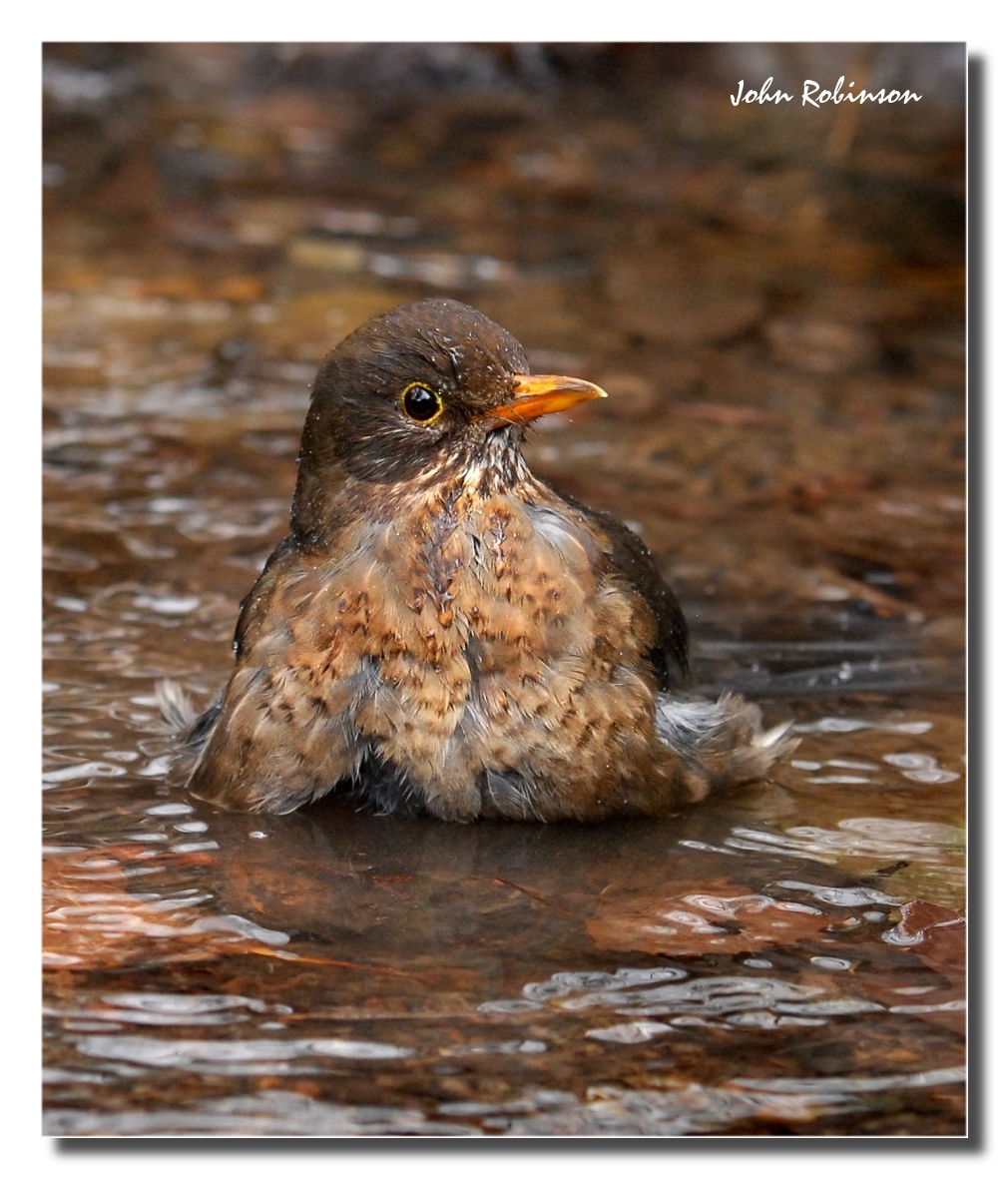 Wet Blackbird +repost