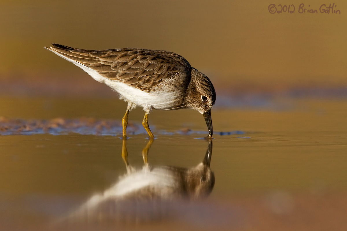 Least Sandpiper
