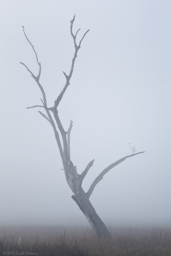 Foggy Cheniere