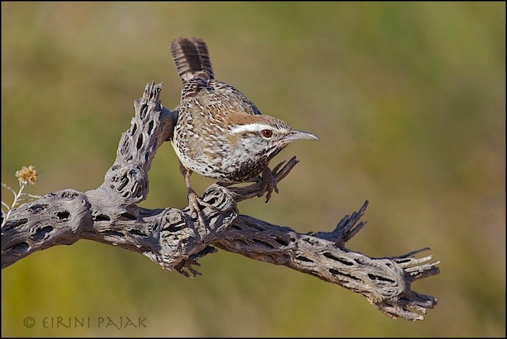 Cactus Wren