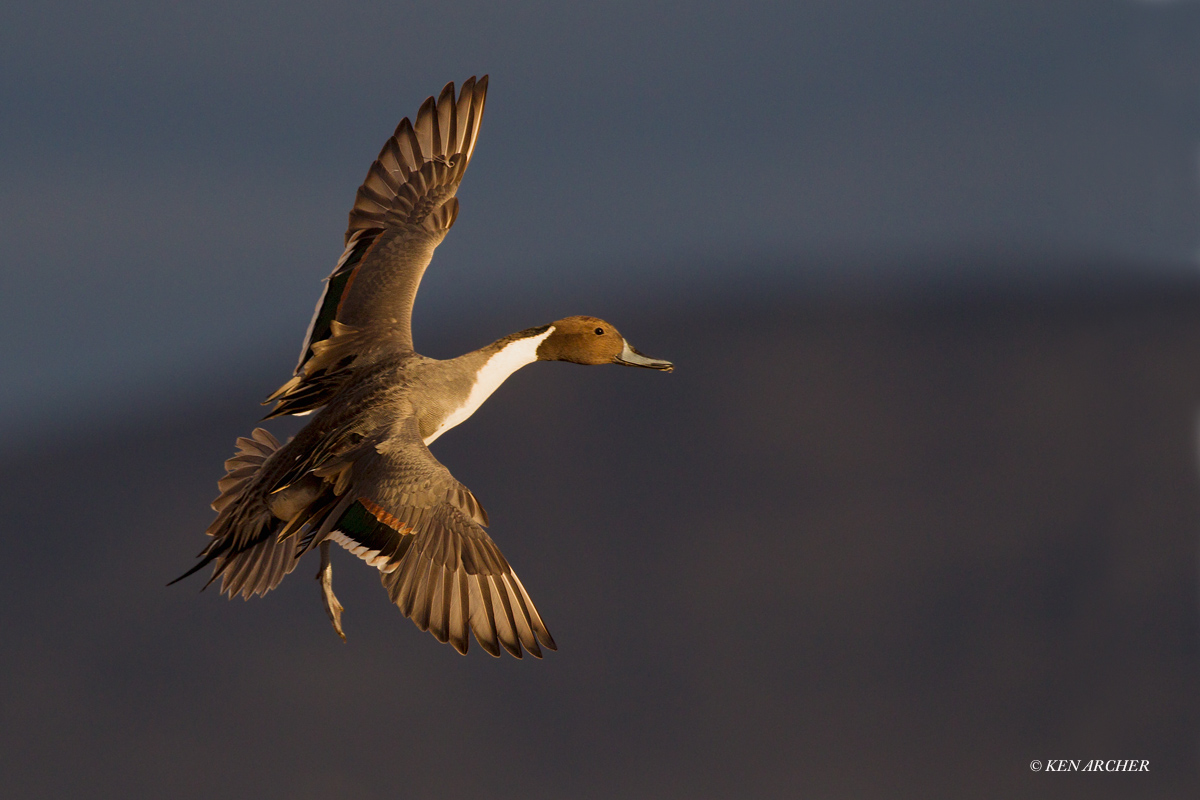 Pintail Drake Alighting