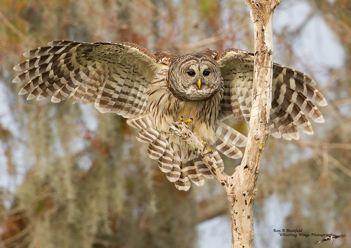 Barred owl