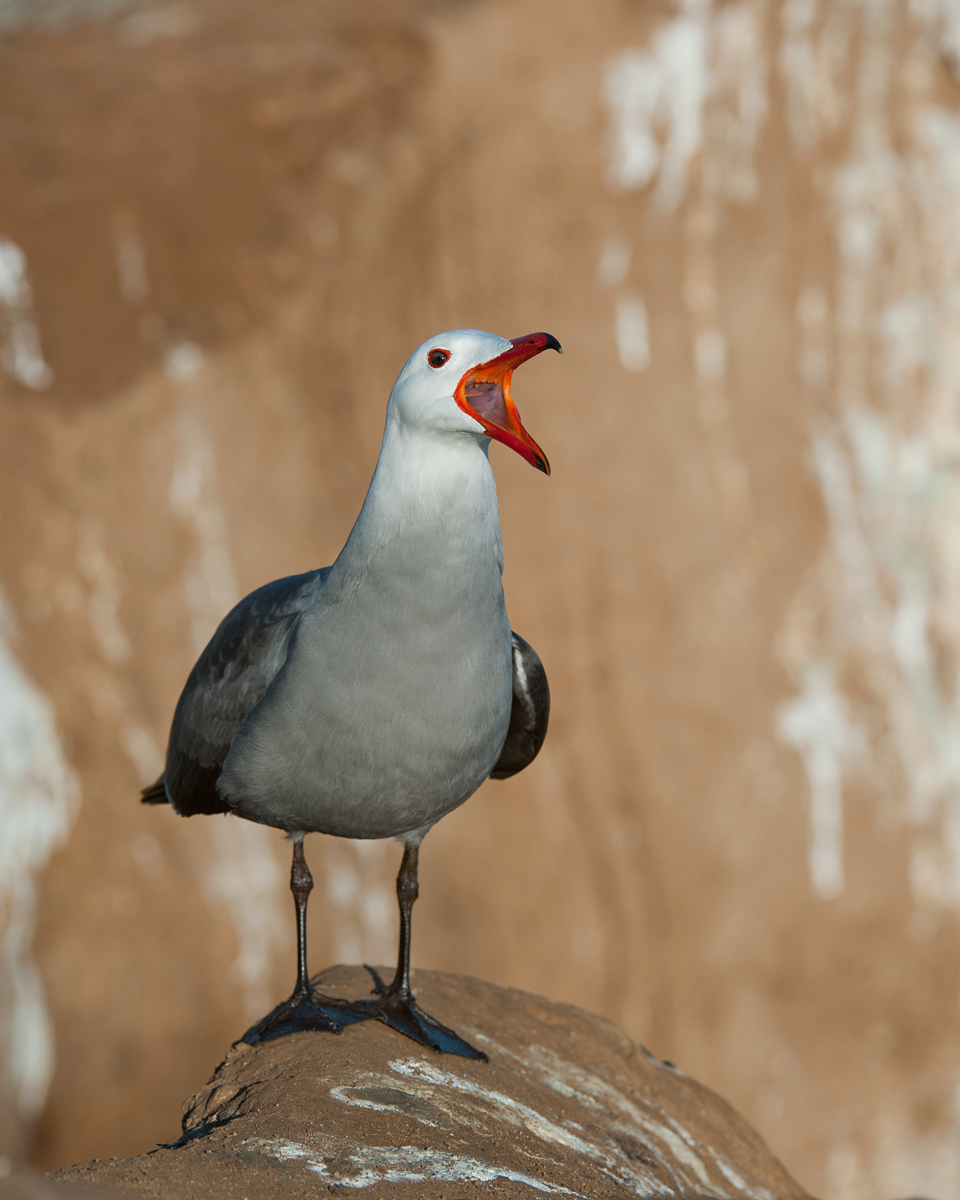 Heermann's Gull
