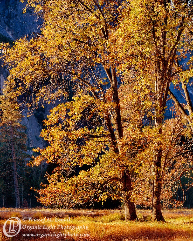 Golden Glory