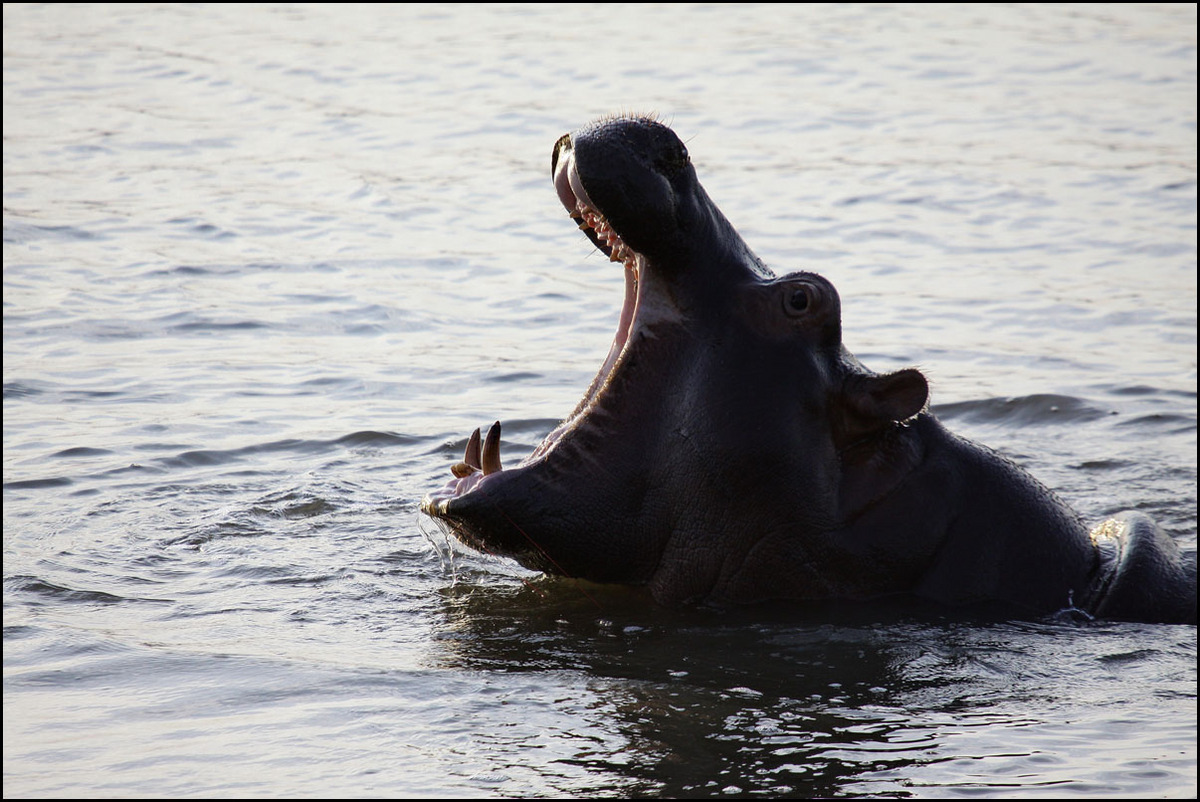 Hippo in stress