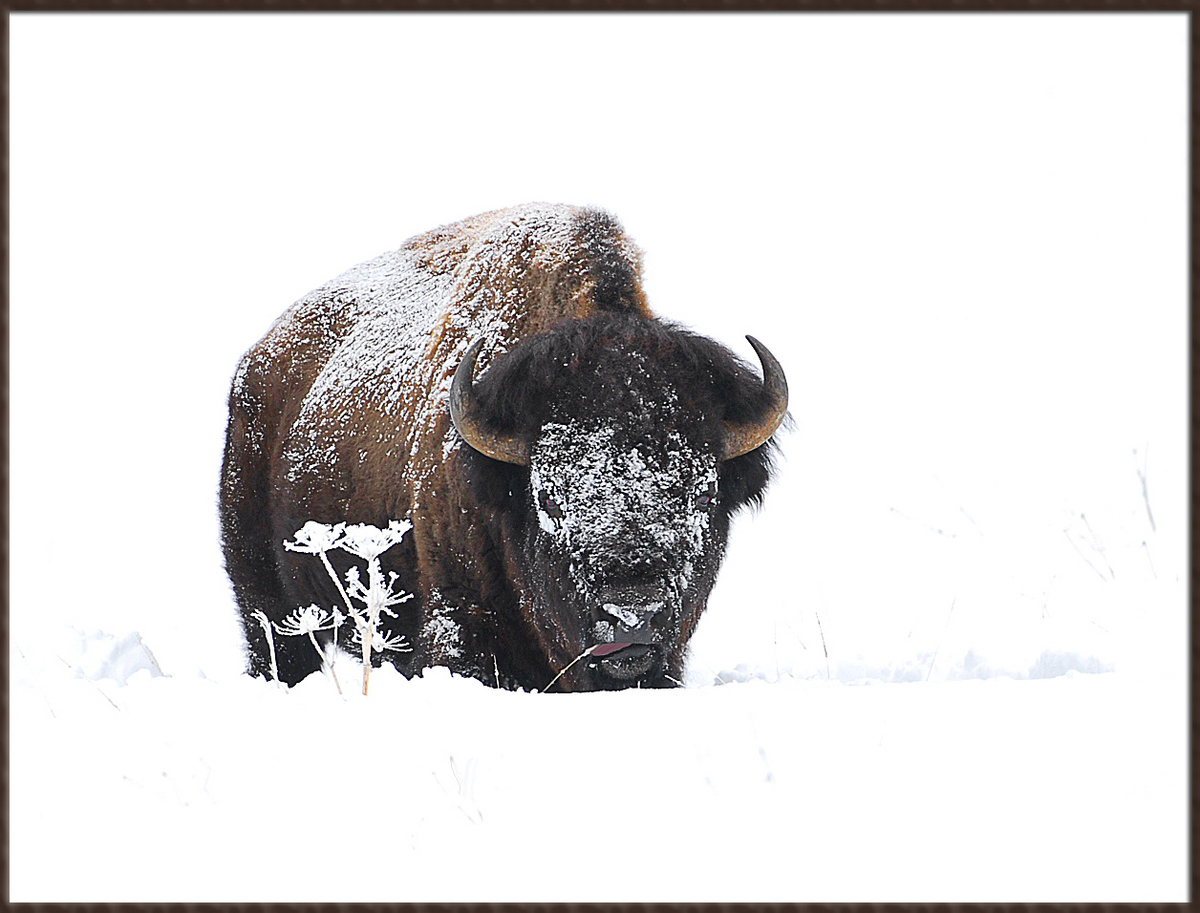 Snowy Bison