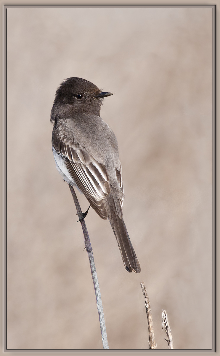 Black Phoebe