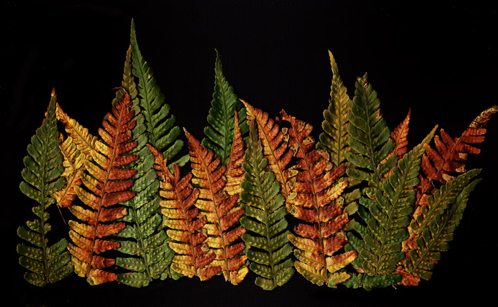 Fern Fronds In A Row