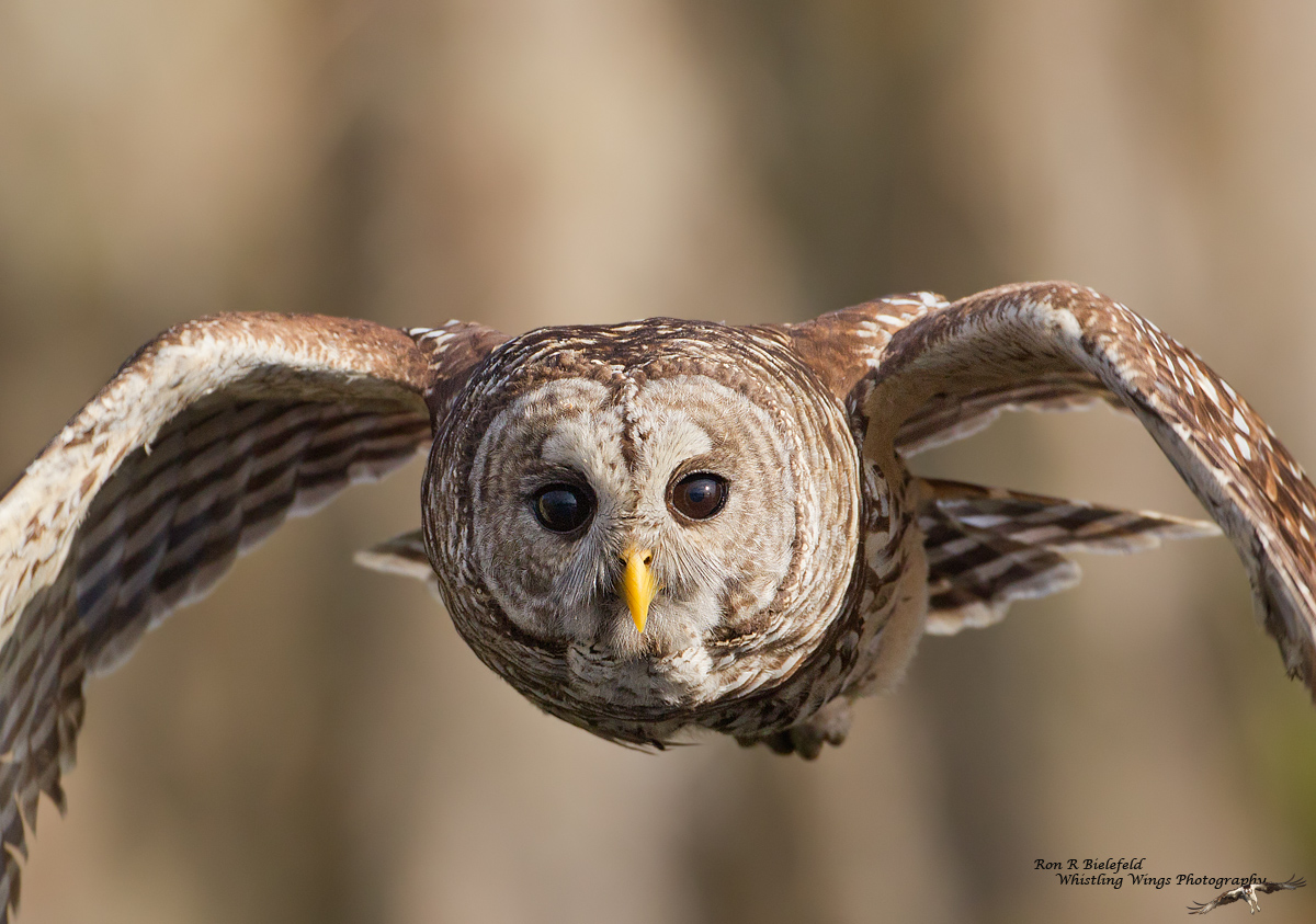 Heads up-barred owl