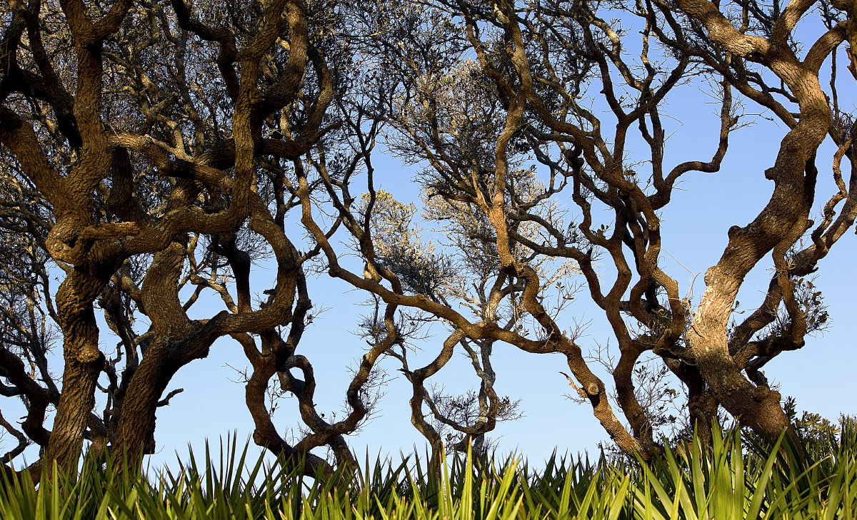 Guana River Trees 2