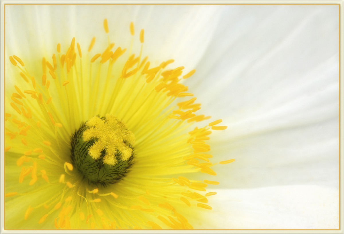 Poppy