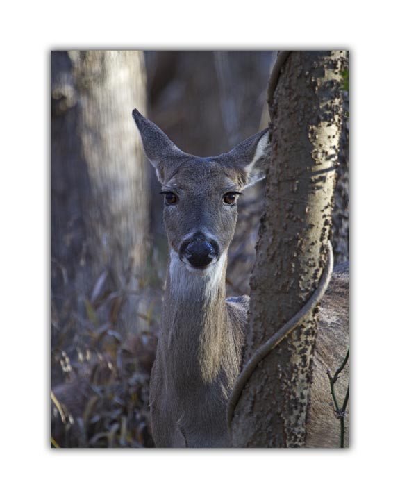 Doe Eyes