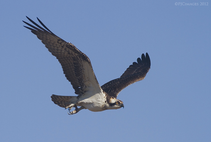 Osprey flight