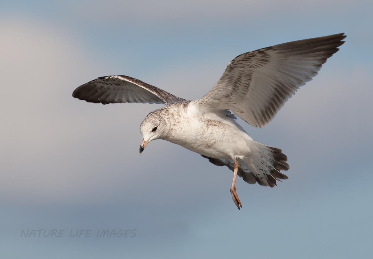 Seagull Flight W/REPOST