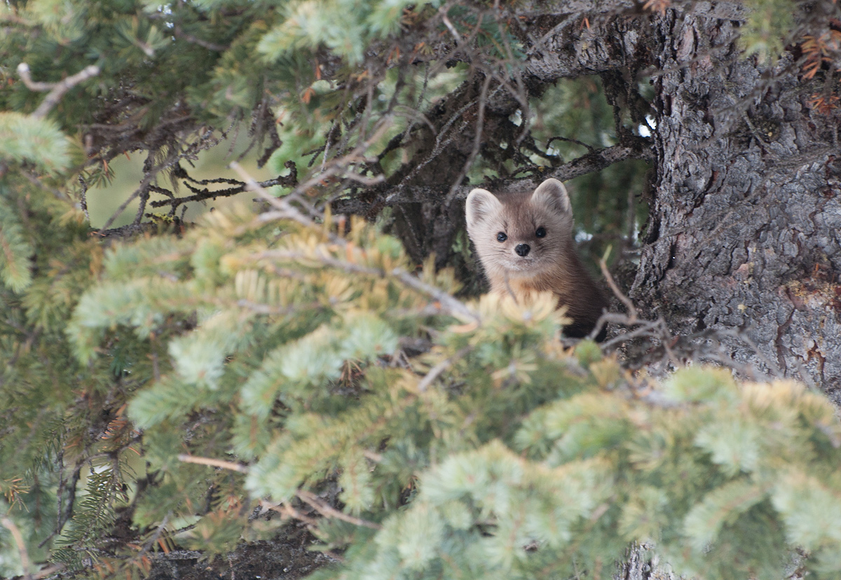 American Marten