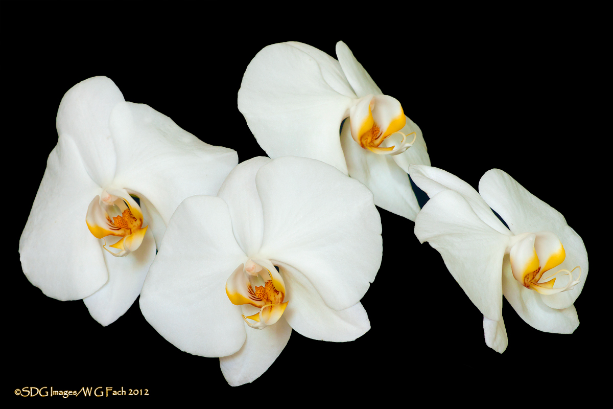 Purity