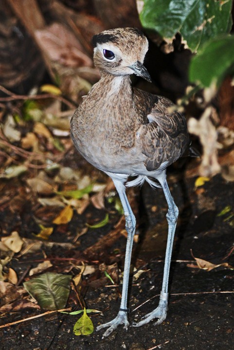 Thick knee-Apologies