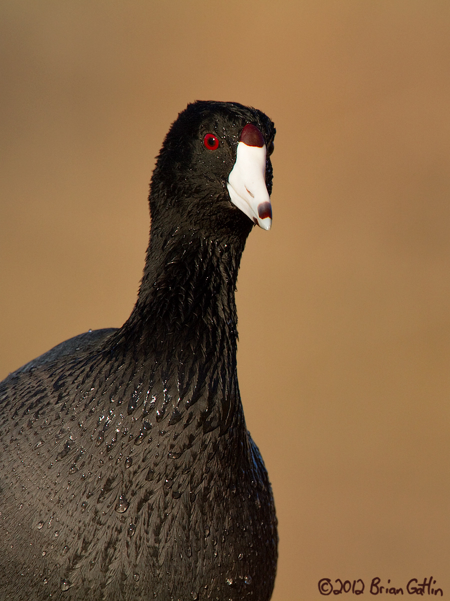American Coot