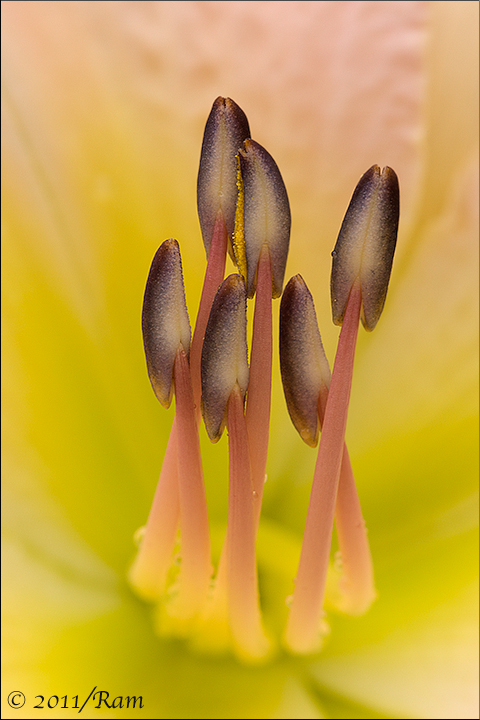 Daylily Stamens