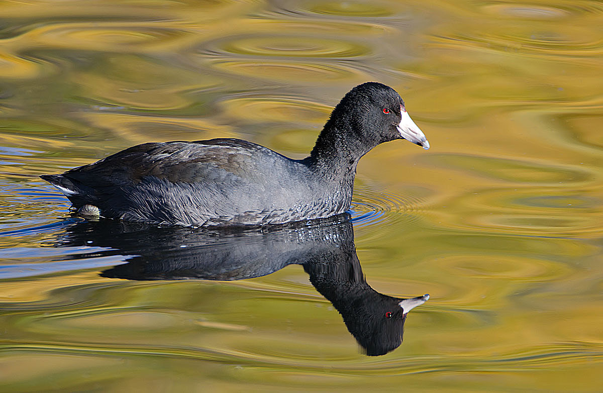 American Coot