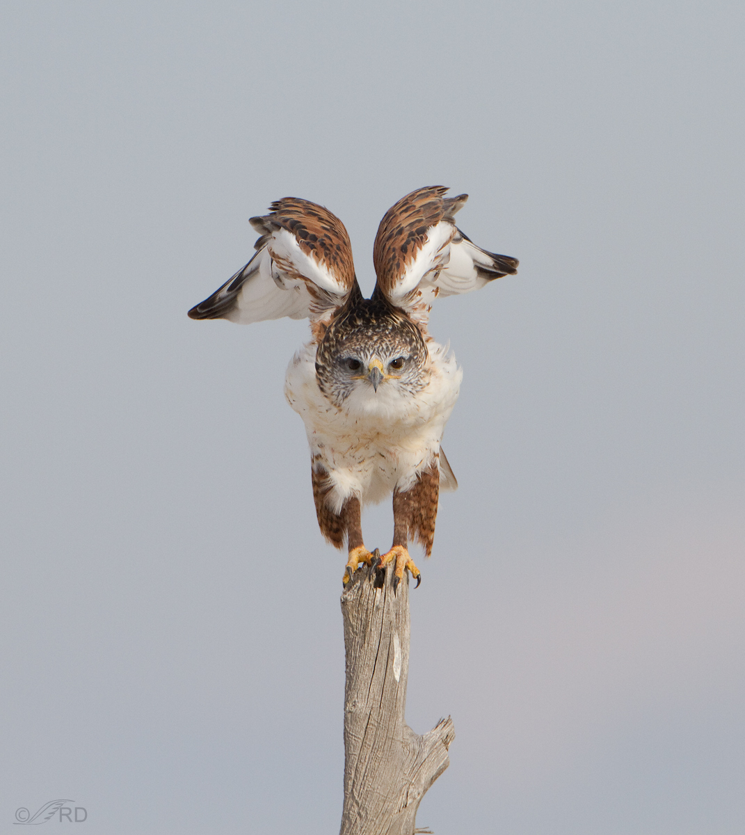 Ferruginous Hawk