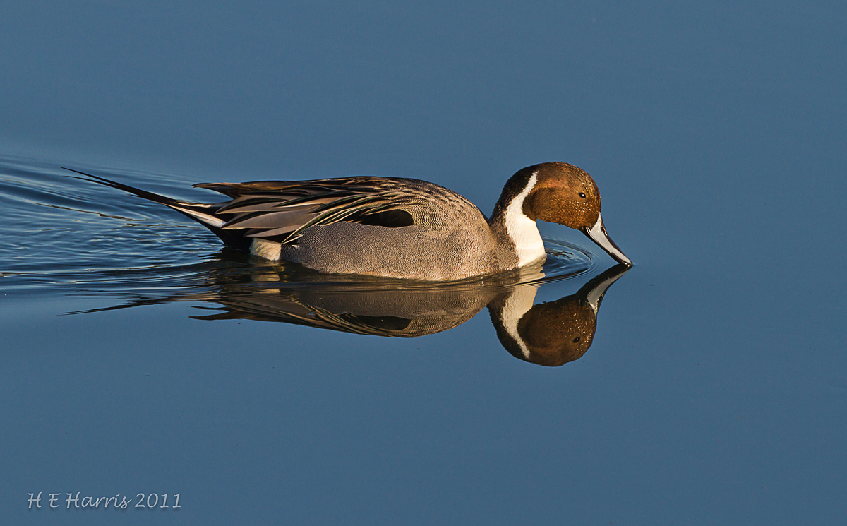 Northern Pintail