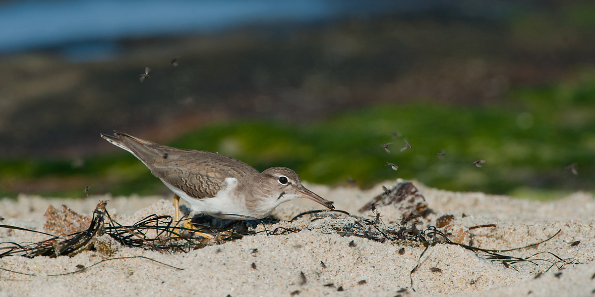 Spotted Sandpiper