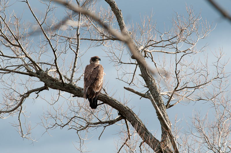 Juvenile Baldie Waiting