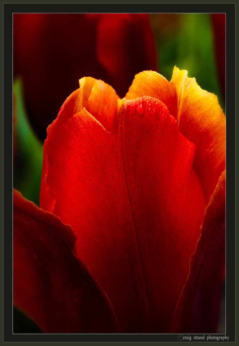 Tulip Glow