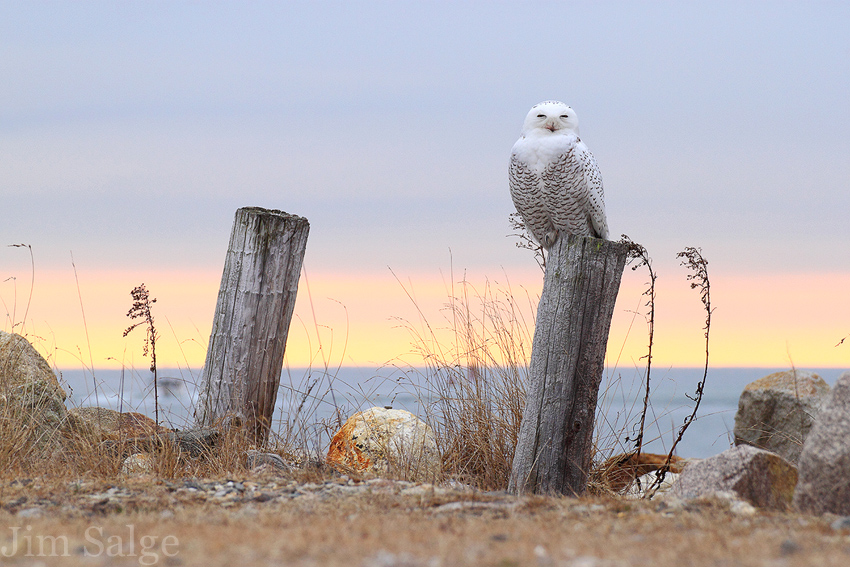 Snowy Sunrise...