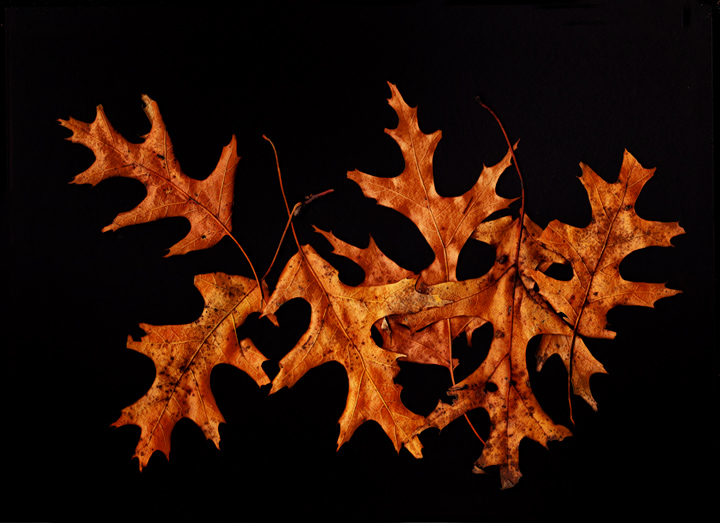 Oak Leaves