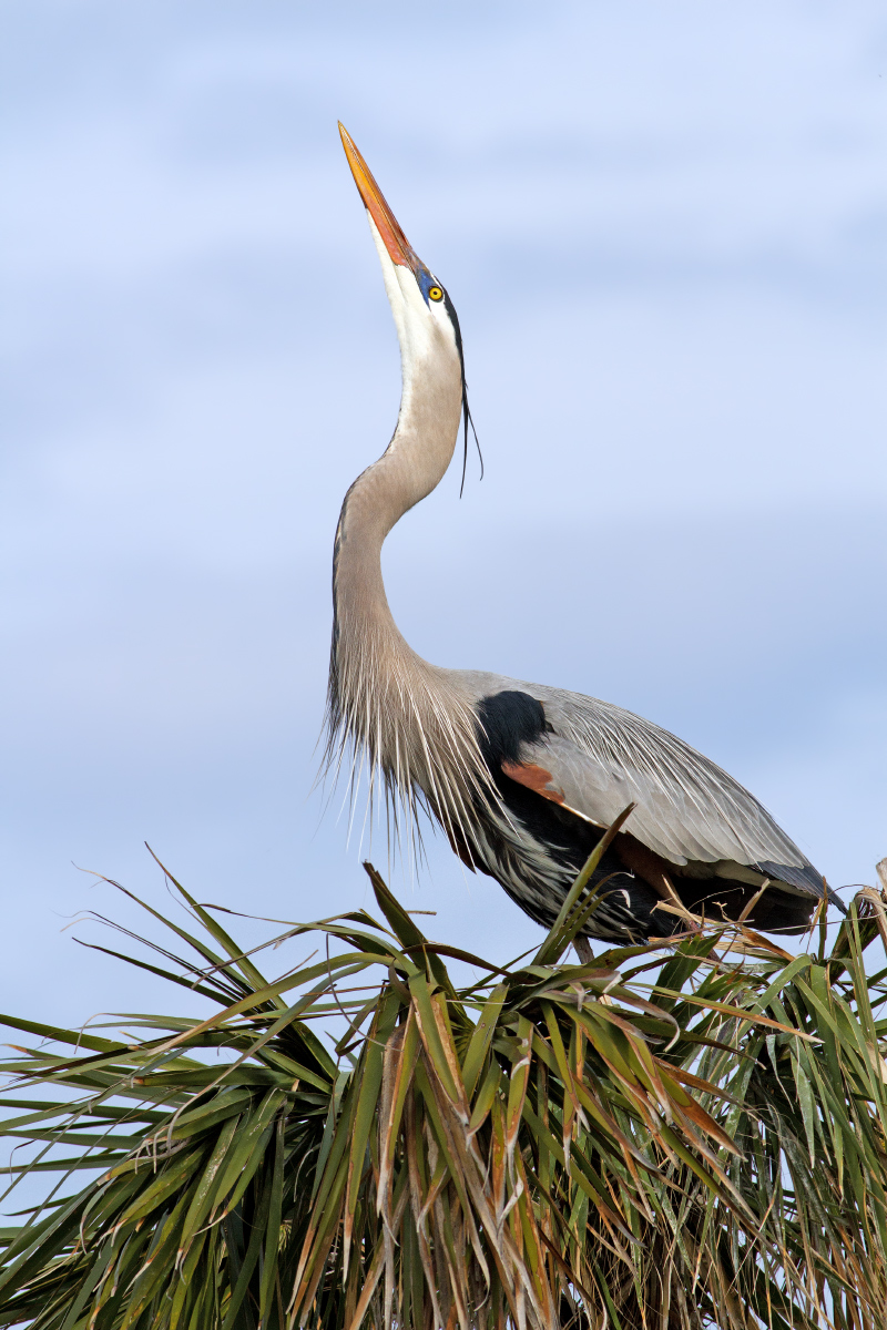 Great Blue Heron