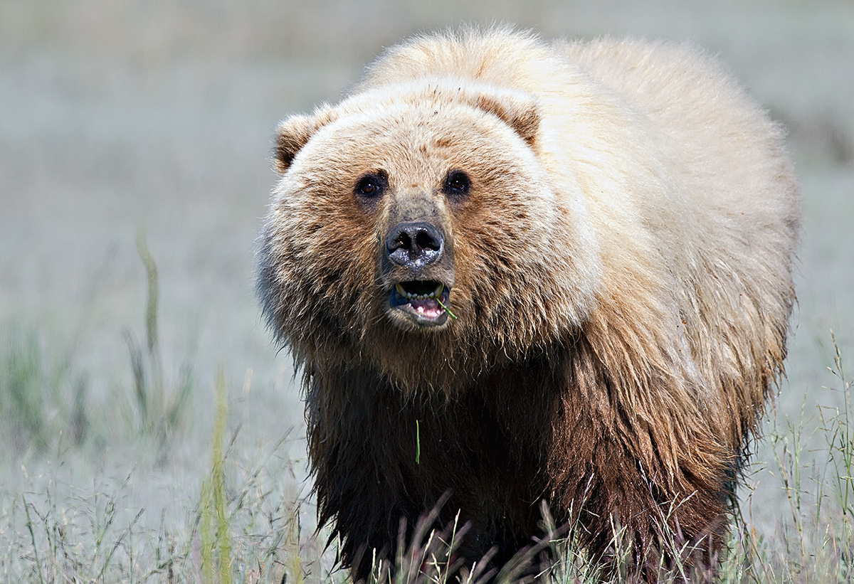 High Key Bear