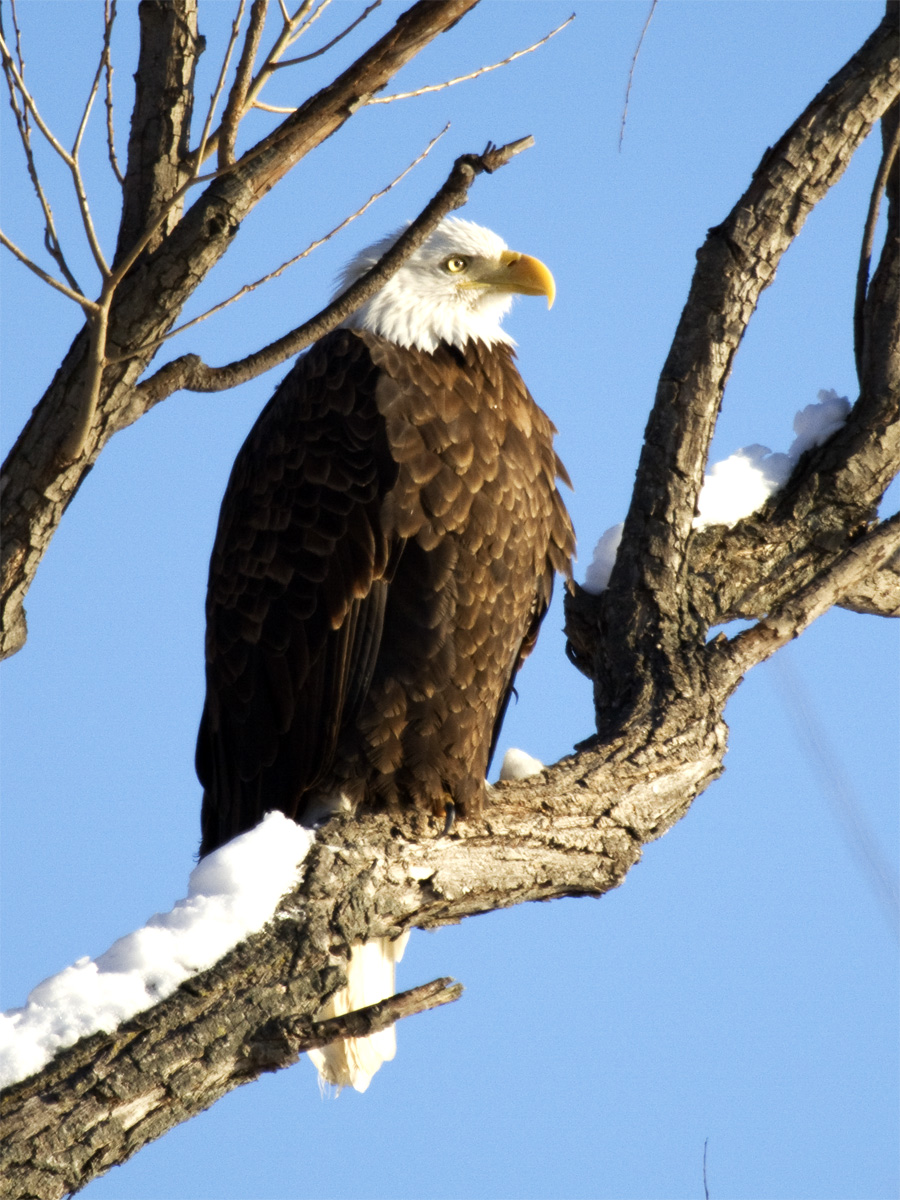 Snow Eagle