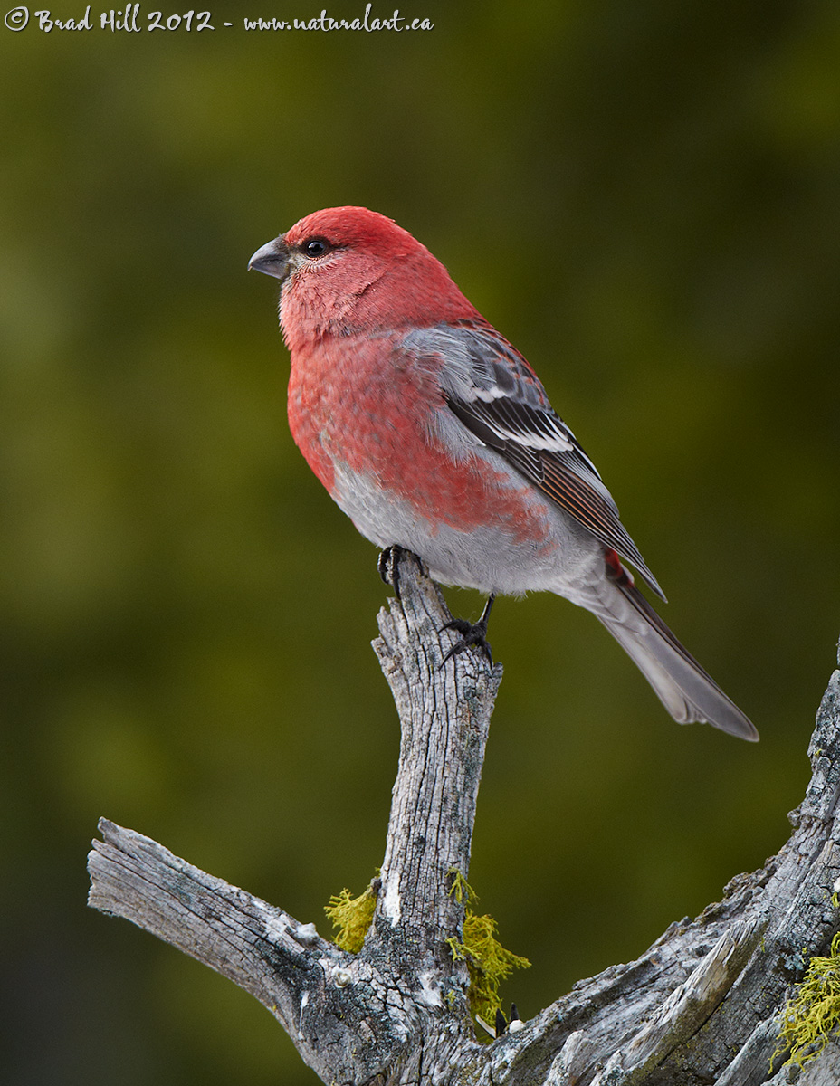 Pine Grosbeak - V1