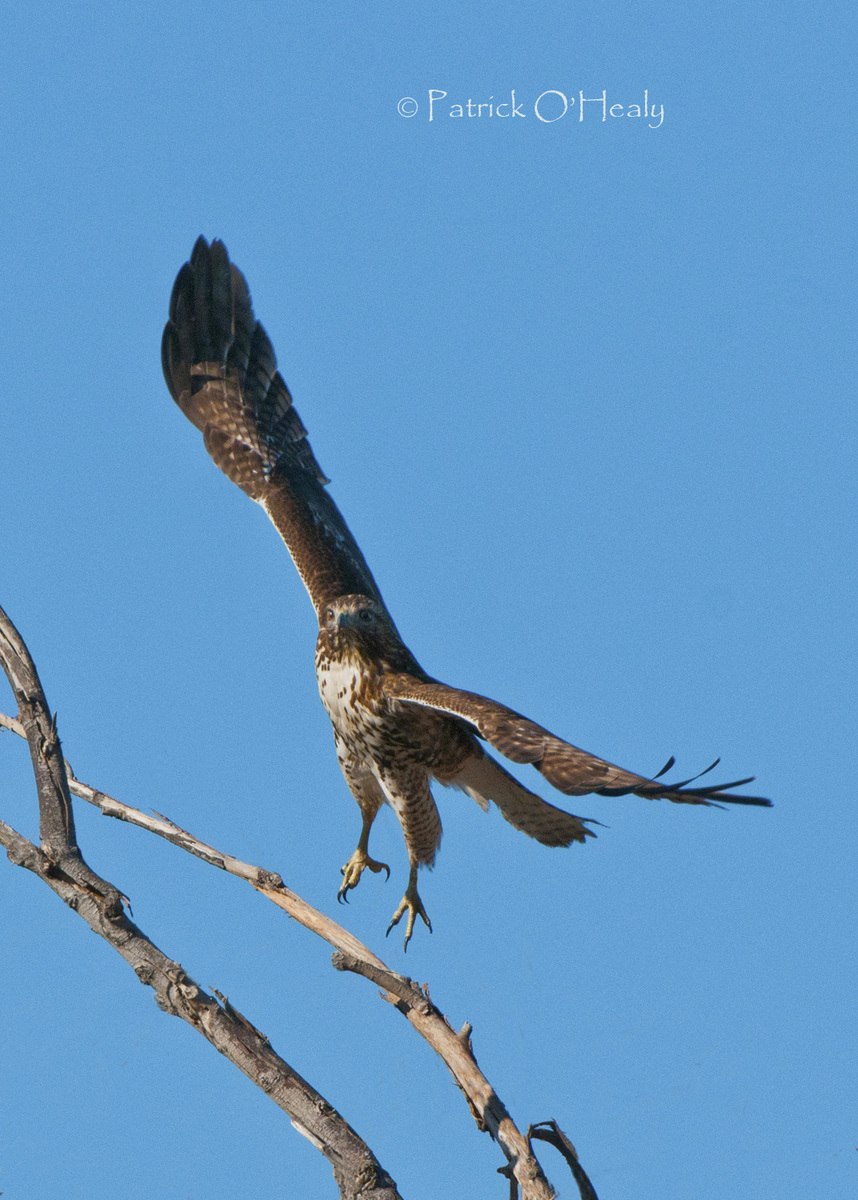 Red Tail Hawk Takeoff