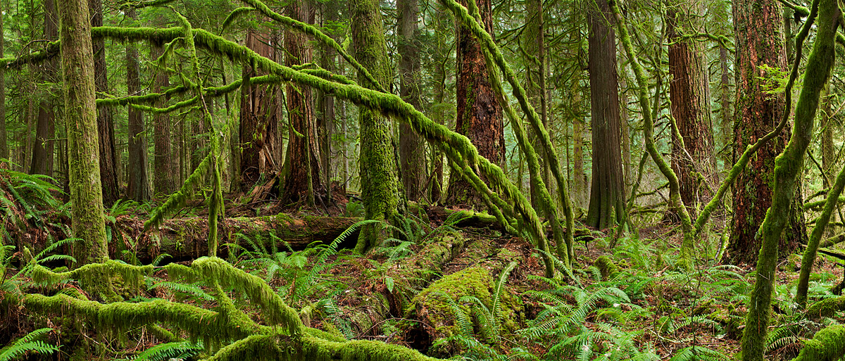 Federation Forest Pano