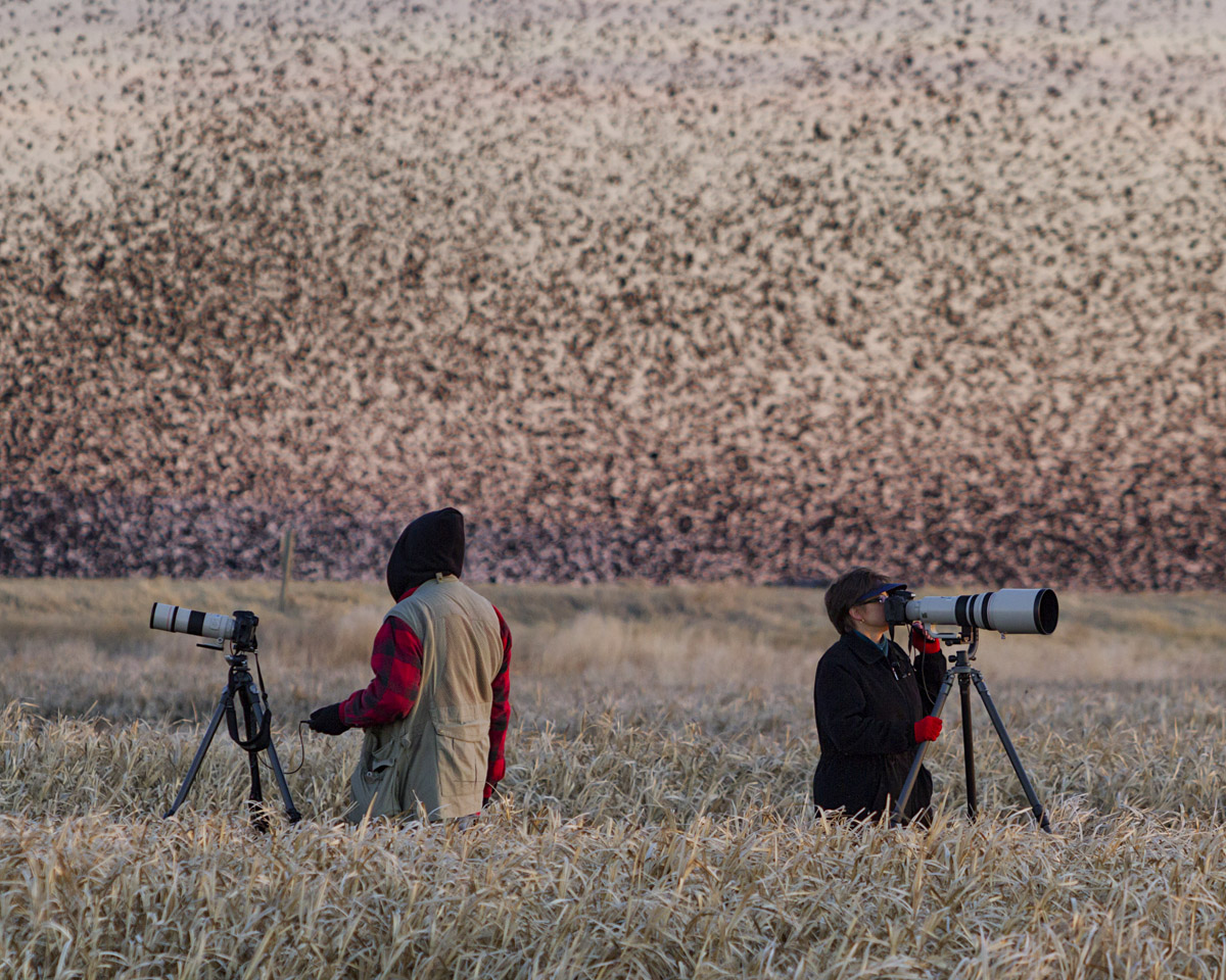 Birds and photographers