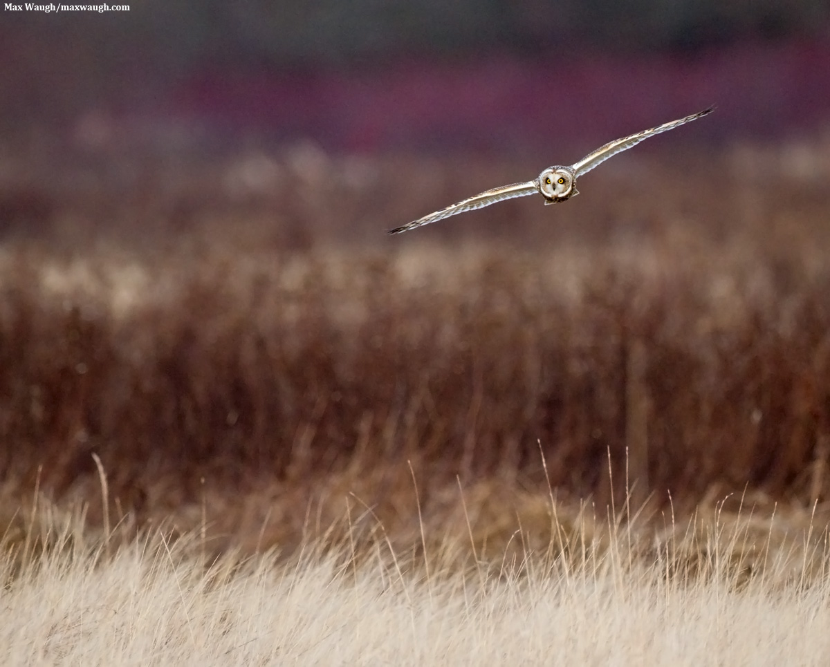 SE Owl Morning Flight