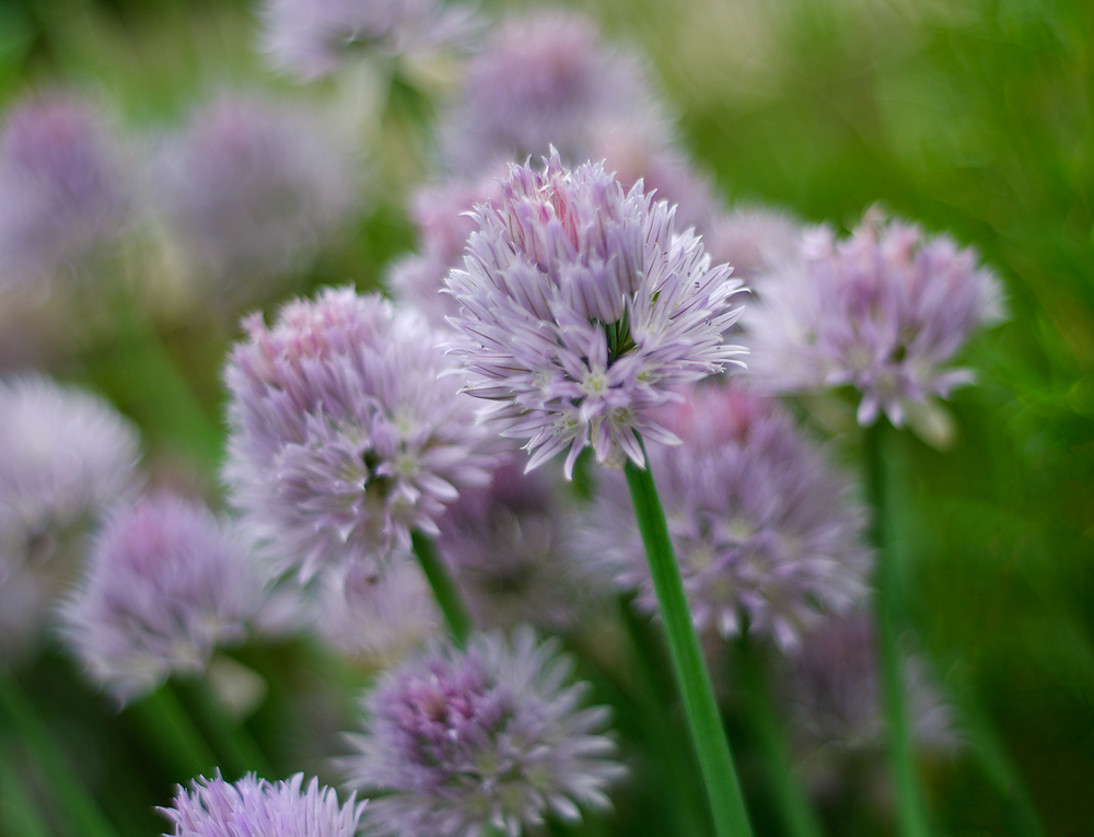 Alluring chives + repost