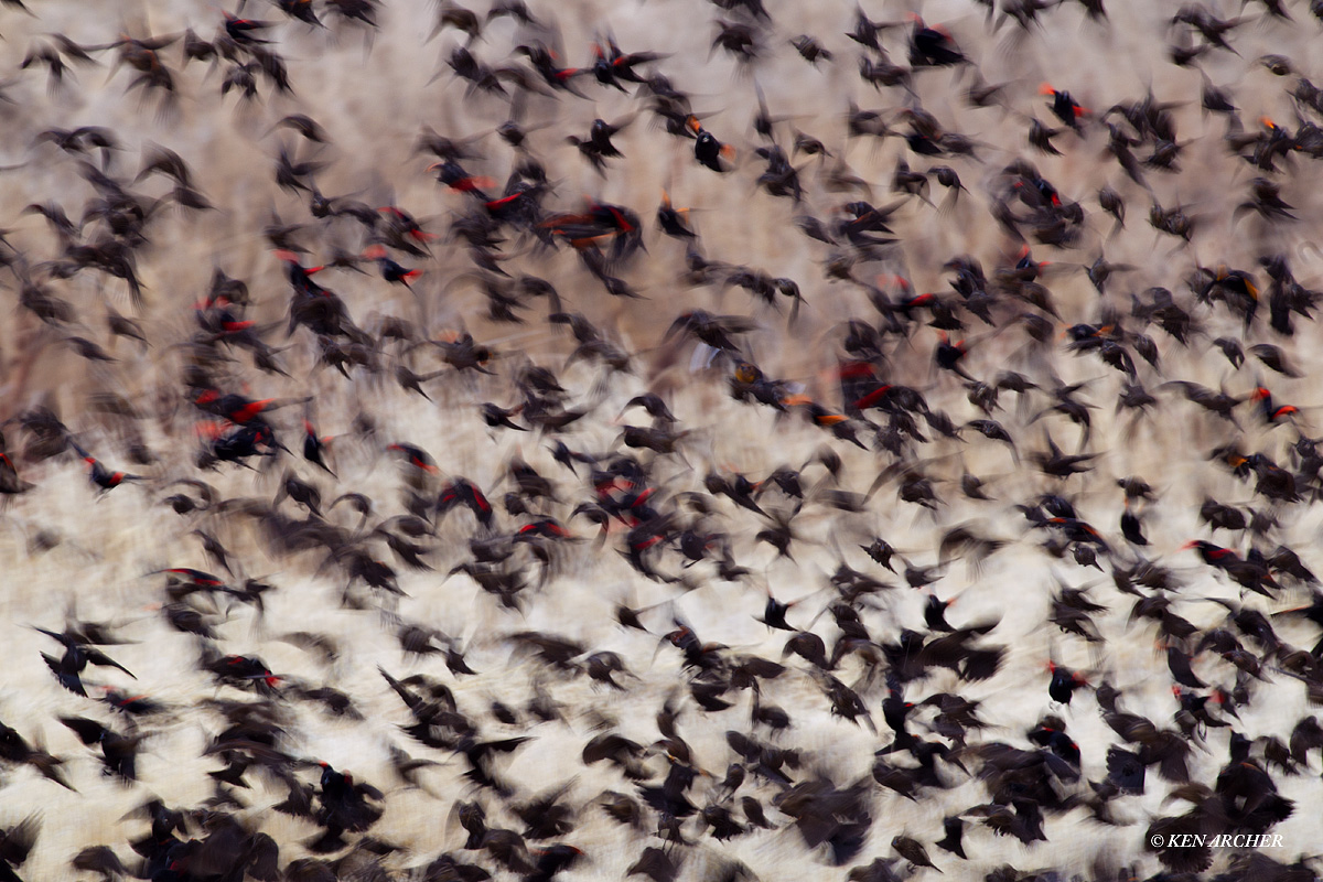 Blackbirds in Motion