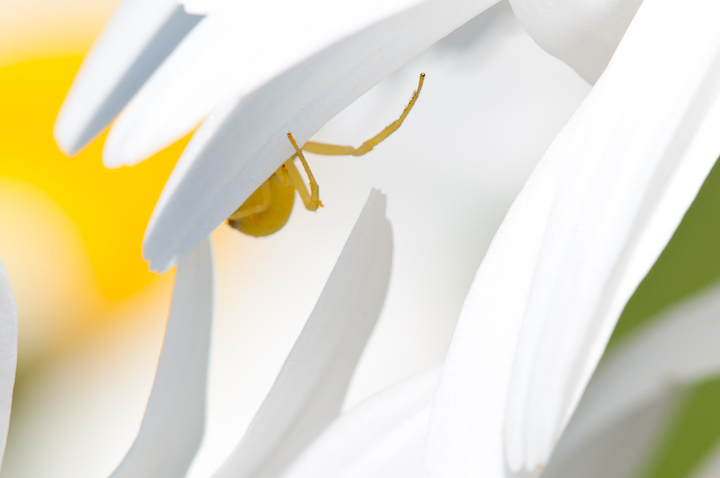 Goldenrod Spider #516 WC