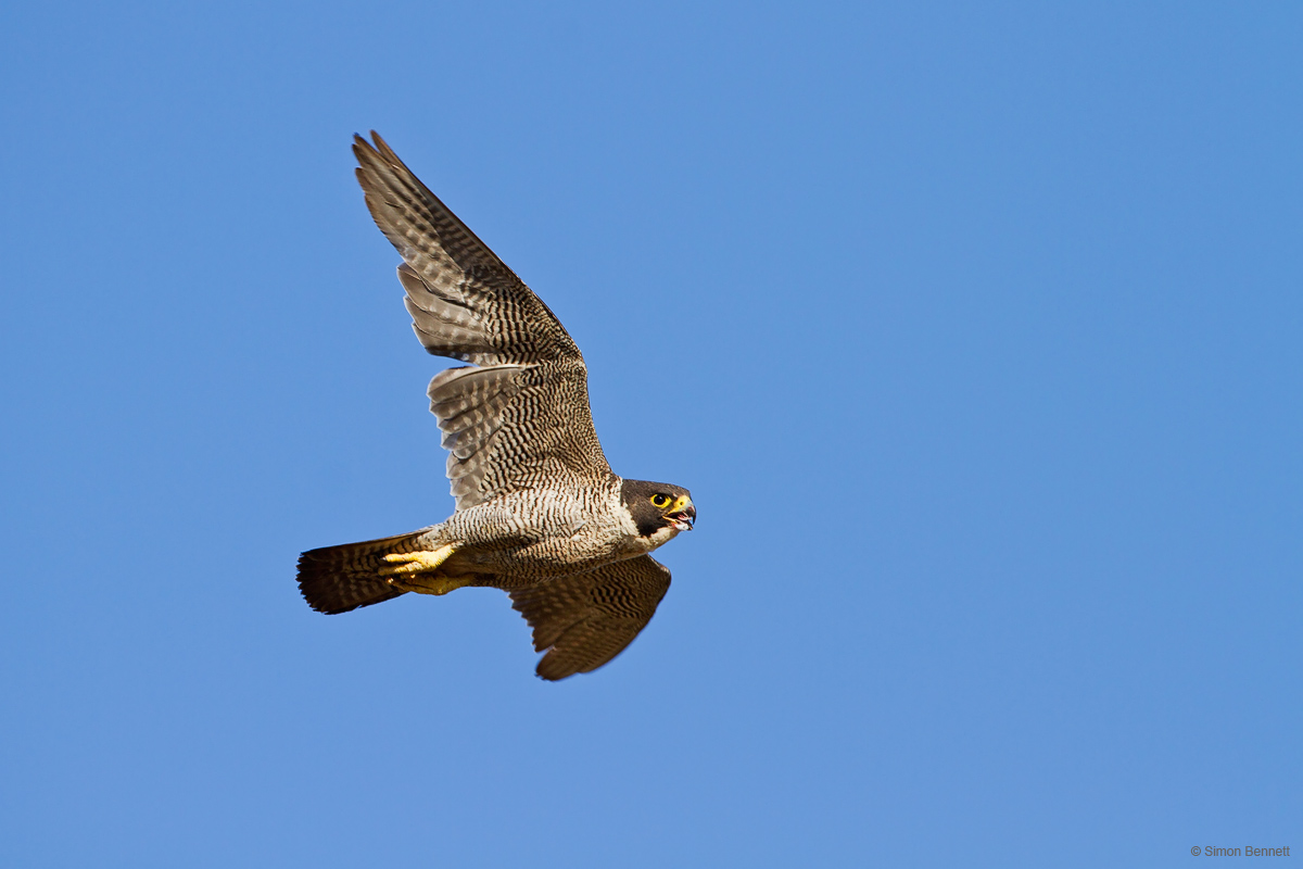 Peregrine
