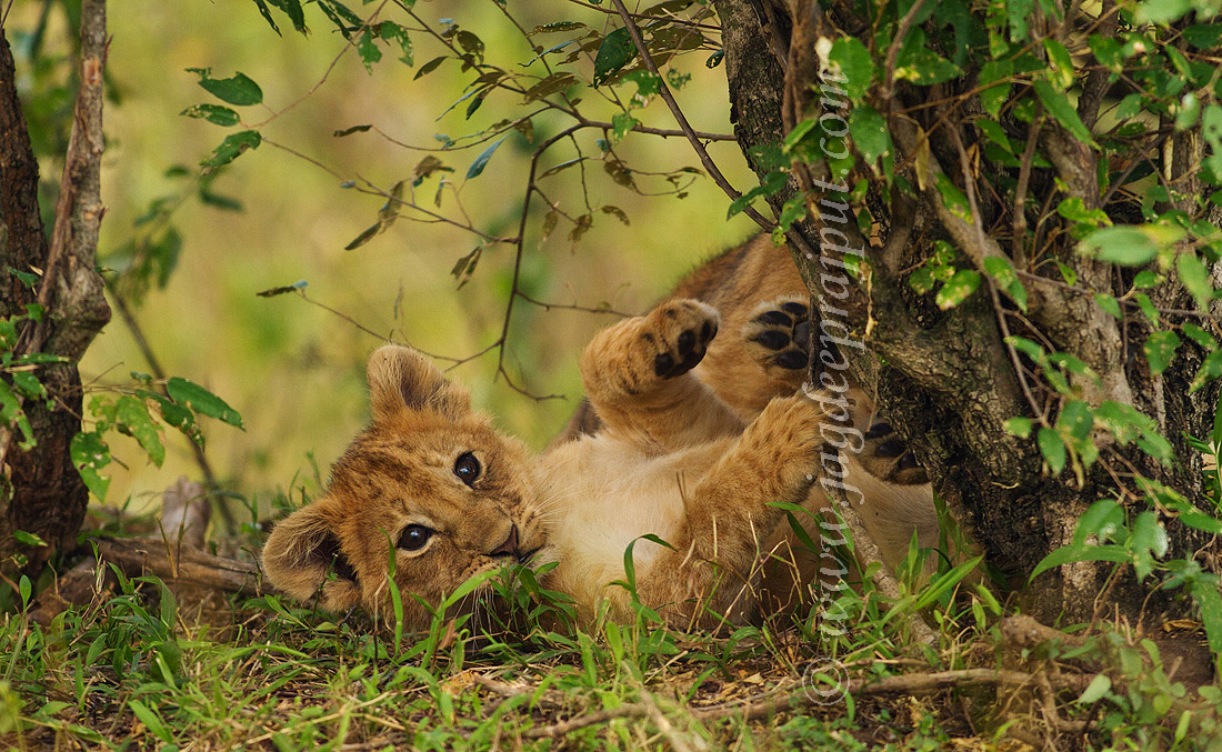 From the African bush