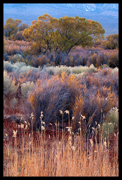 Sierra Garden