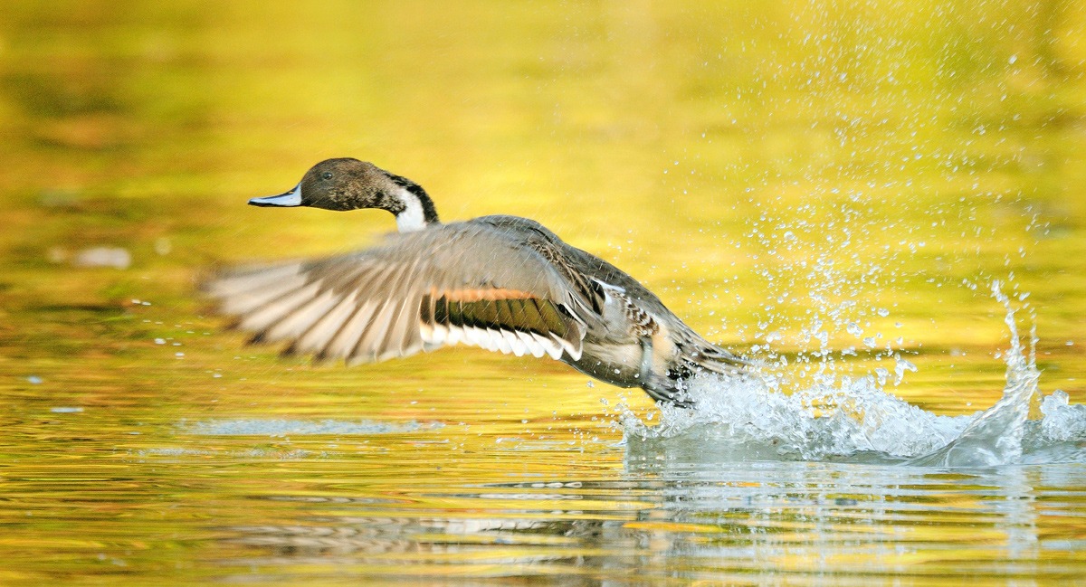 Pintail take-off
