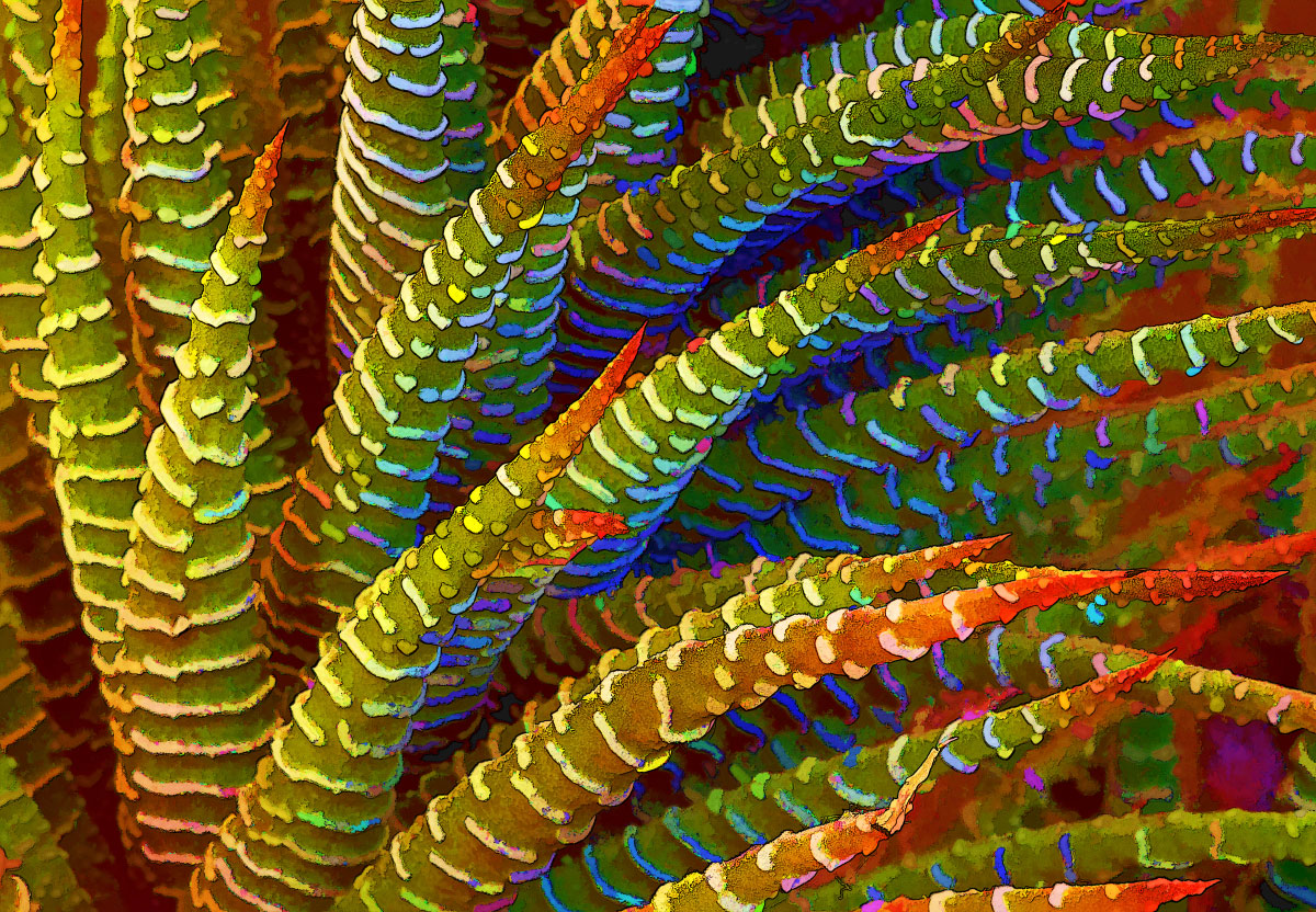 Succulent