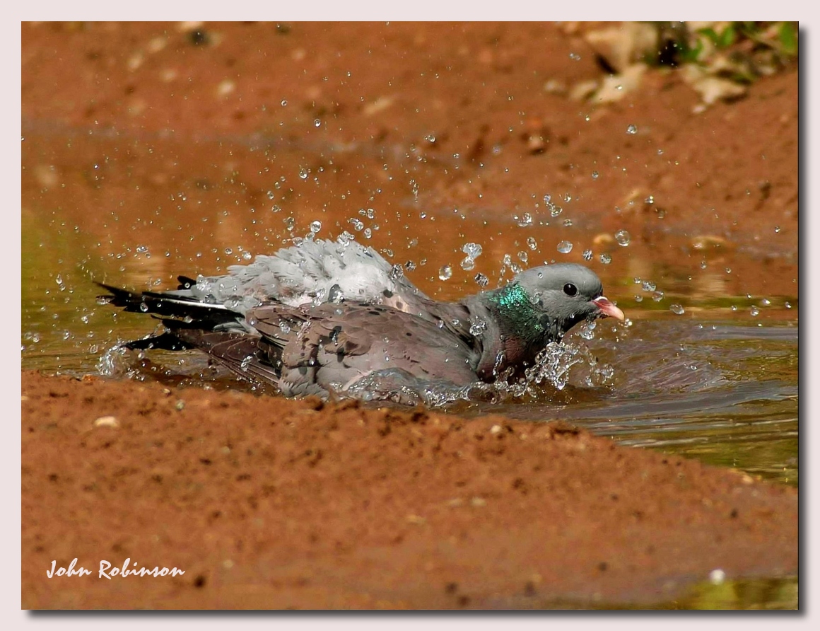 Splish Splash