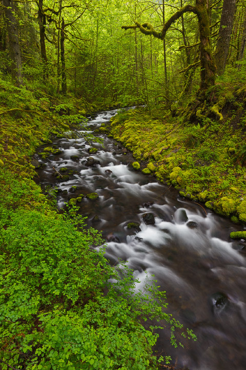 Gorton Creek