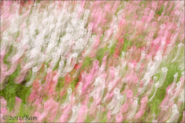 Panned Abstract